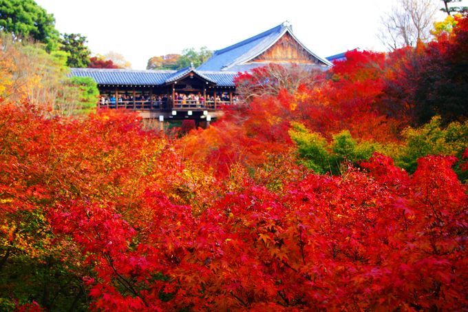 京都紅葉 日本京阪10大賞楓必去景點19 Moneyhero